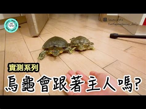 烏龜會笑嗎？|【烏龜真的會笑嗎】烏龜會笑嗎？這些烏龜表情讓你笑。